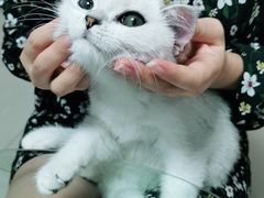 -lincat·猫舍(广州店)