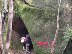 -六里坪国家森林公园