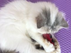 -MOYOYO猫咪咖啡店