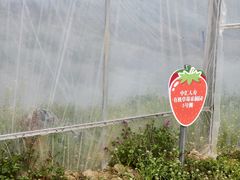 -前小桔亲子创意农场·草莓采摘·露营烧烤