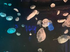 -西安曲江海洋极地公园