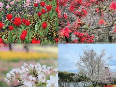 -苏州上方山国家森林公园