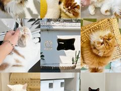 -More Fun猫咖 二十只万元加菲主题