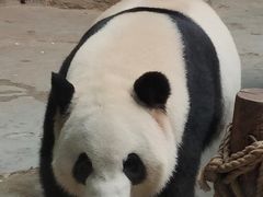 -灵玲国际马戏城