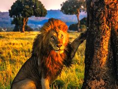 -罗红摄影艺术馆