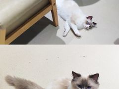 -藏猫猫咖啡主题馆(中央大道店)