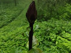 -武陵山森林公园
