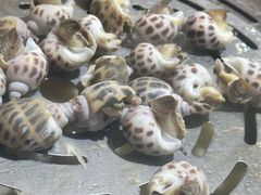 -阿鸡鱼庄·顺德鲜蒸小炒(亚运村店)