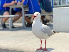 -悉尼鱼市场