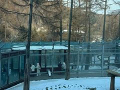 -横道河子东北虎林园