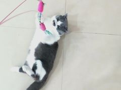 -喵宠乐园·撸猫互动·猫舍