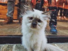 -猫咪博物馆(顶澳仔猫街店)