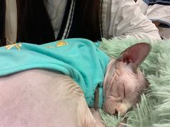 -绒爪撸猫下午茶·猫咖