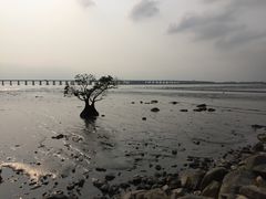 -宝安西湾红树林湿地公园