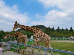-贵州森林野生动物园