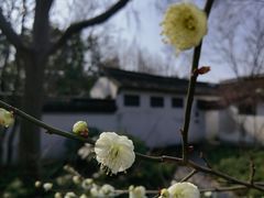 -秋霞圃