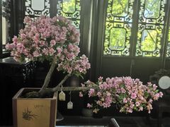 -上海醉白池公园