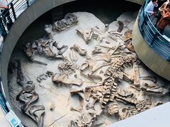 -自贡恐龙博物馆