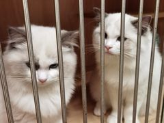 -泰国佛·塔罗·泰牌狐仙古曼