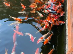 -香麒园·过桥米线·南湖雅宴