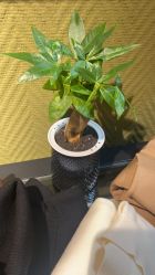 -BRANS PORO布朗斯伯勒西装高级定制·瑞璞西装(金陵店)