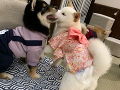 -逗柴咖啡屋·狗咖猫咖宠物桌游