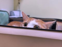 -瑞鹏宠物医院·骨科·猫科·内科(第一中心)
