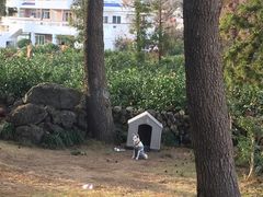 -济州岛泰迪熊博物馆