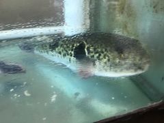 -天正河鲀·河豚亭(大连店)