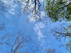 -上海滨江森林公园