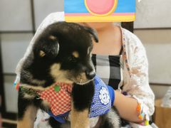 -逗柴咖啡屋·狗咖猫咖宠物桌游