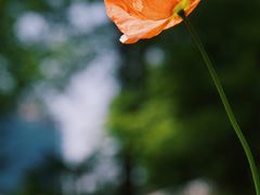 -陕西省西安植物园