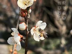 -梅花山(明孝陵内)