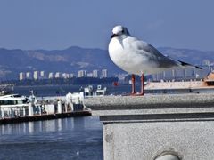 -海埂大坝