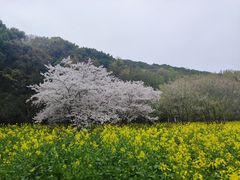 -苏州上方山国家森林公园