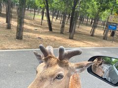 -秦皇岛野生动物园