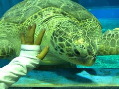 -北戴河圣蓝海洋公园