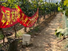 -马陆小张葡萄园农家乐