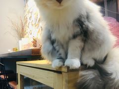 -Meowの猫咖(万家丽店)