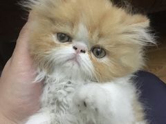 -申普宠物医院·心脏介入·心血管微创(总院)