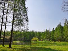 -黄海国家森林公园