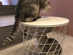 -猫儿山۰猫主题餐厅