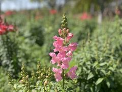 -春花秋色城市公园