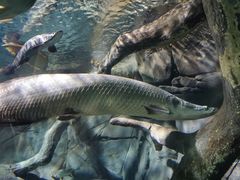 -上海海洋水族馆