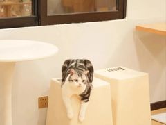 -有喵·猫咖·狗咖·30几只猫10只小狗(岗厦店)