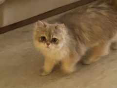 -momokira米努特·德文卷毛猫·棉花面纱犬