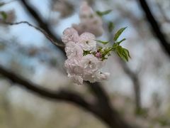 -顾村公园