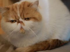 -喵屿·大理花园猫咖