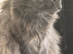 -平行世界·猫咖(首经贸店)