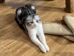 -藏猫猫咖啡主题馆(中央大道店)